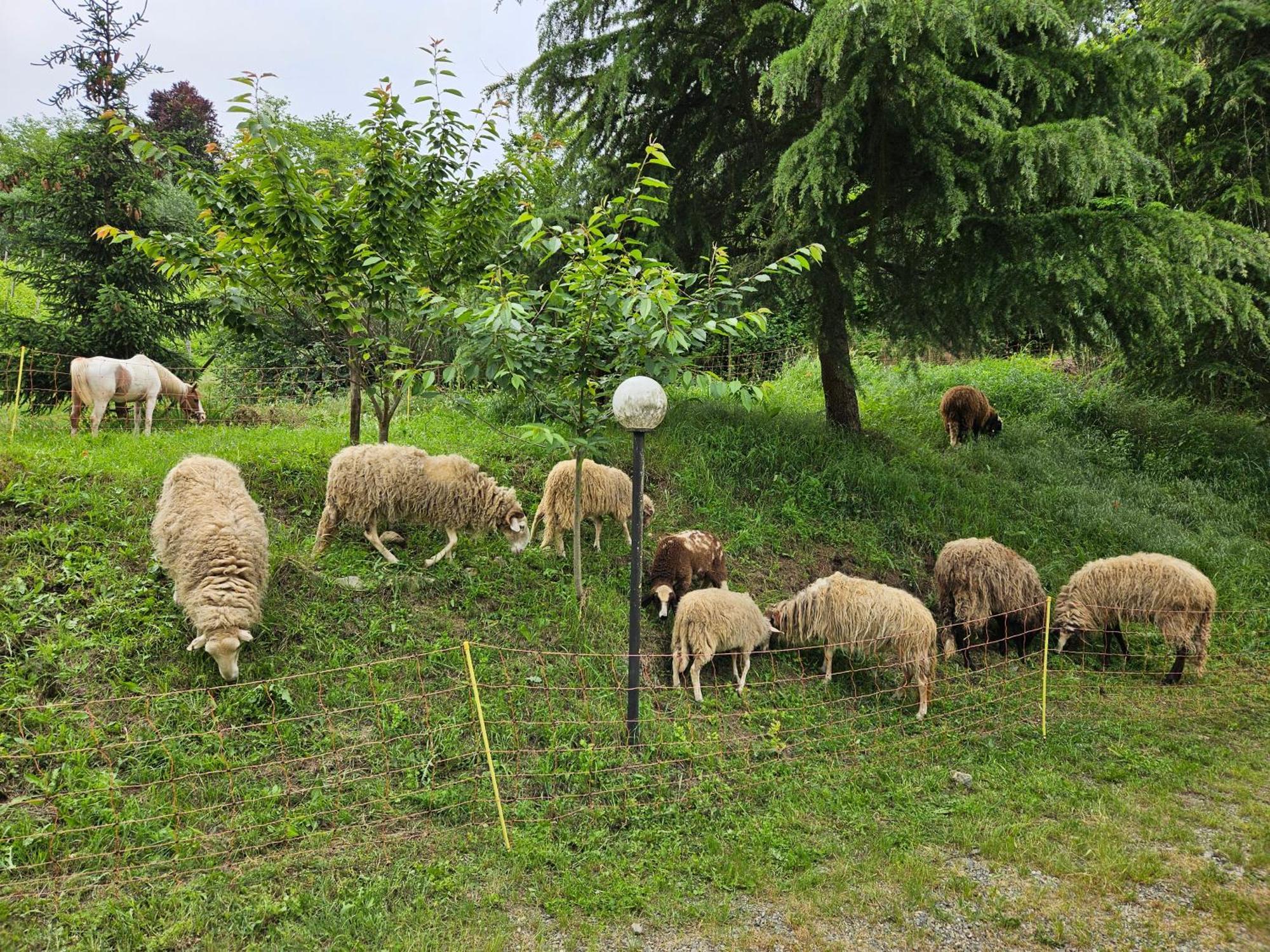 Cassine Agriturismo La.Ti.Mi.Da. מראה חיצוני תמונה